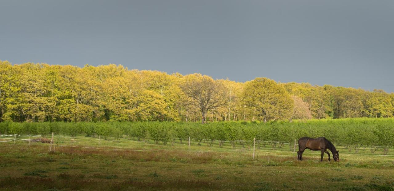 Agriturismo Il Poggio Vetralla Buitenkant foto